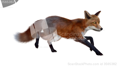 Image of Red Fox