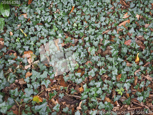 Image of Ivy plant background