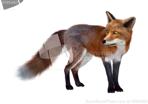 Image of Red Fox