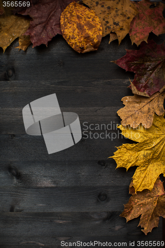 Image of Wood autumn background