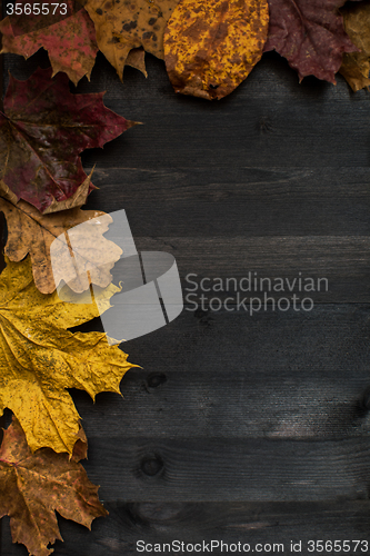 Image of Wood autumn background