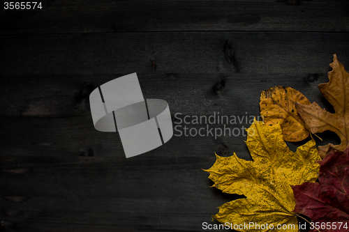 Image of Wood autumn background