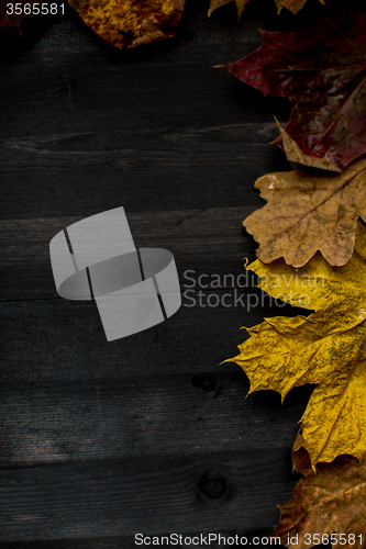 Image of Wood autumn background