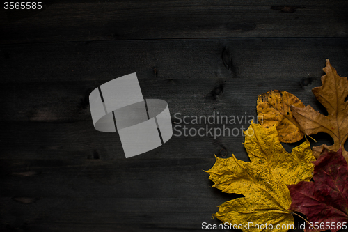 Image of Wood autumn background