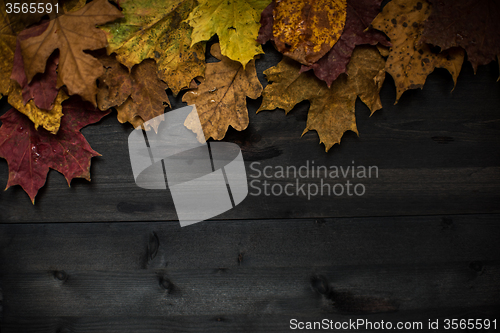 Image of Wood autumn background