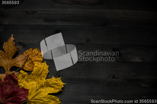 Image of Wood autumn background