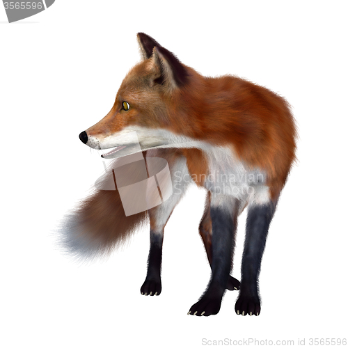 Image of Red Fox