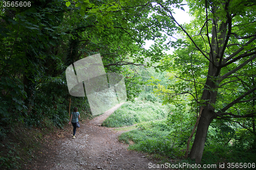Image of Hiking in forest