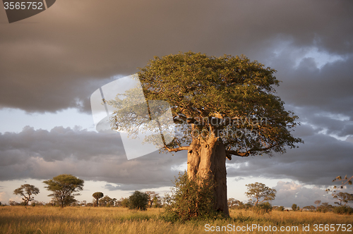 Image of  Baobab