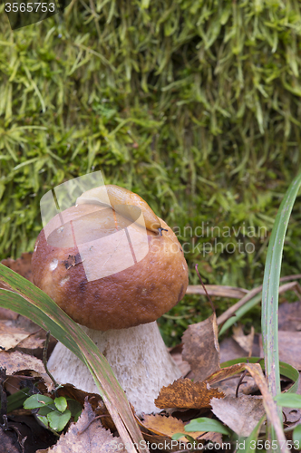 Image of Mushroom