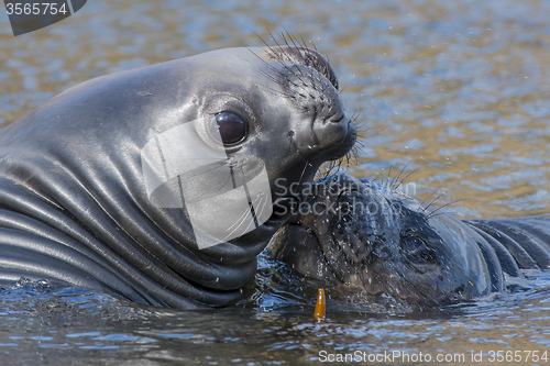 Image of  elephant seals pups 