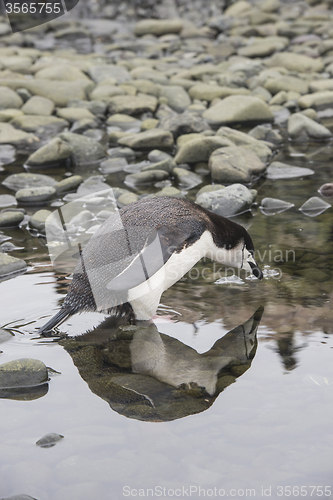 Image of Chinstrap Penguin