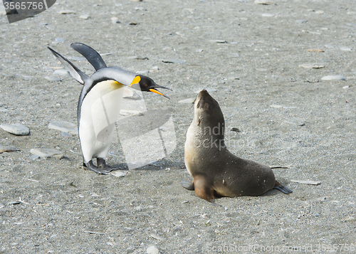 Image of King Penguin-Fur Seal 