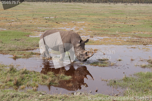 Image of Rhinoceros 