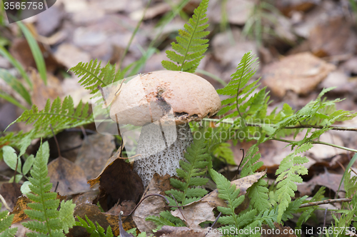 Image of Mushroom