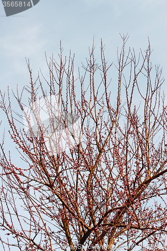 Image of Cherry plum tree in early bloom