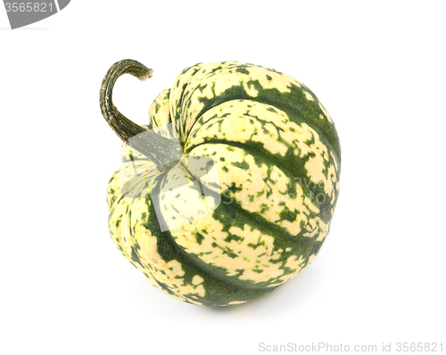 Image of Green and yellow harlequin pumpkin