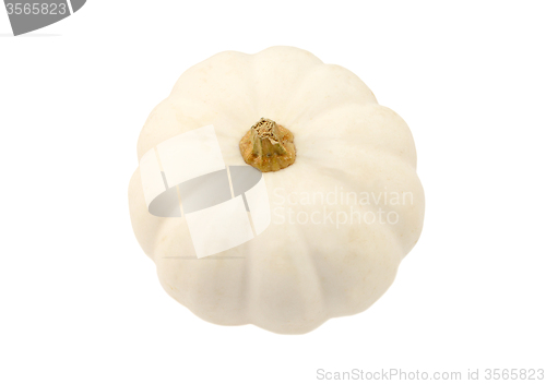 Image of Small white pumpkin