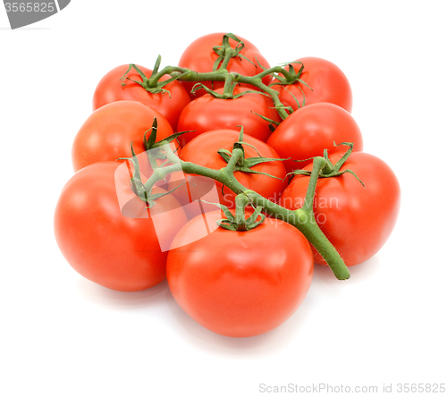 Image of Ten red tomatoes on the vine