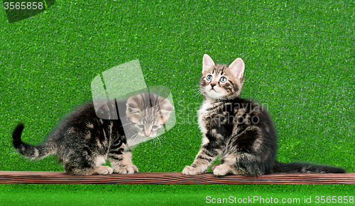 Image of Cute kitten