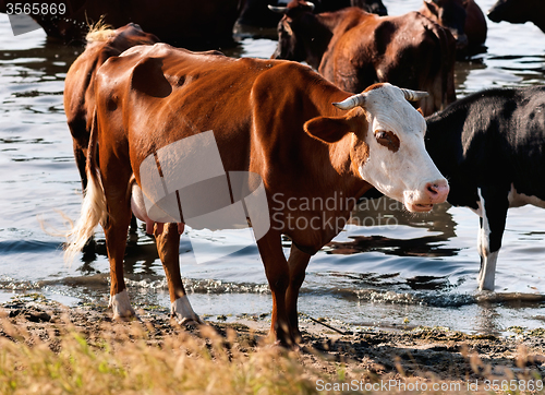 Image of Herd of cows