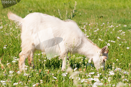 Image of Kid goat