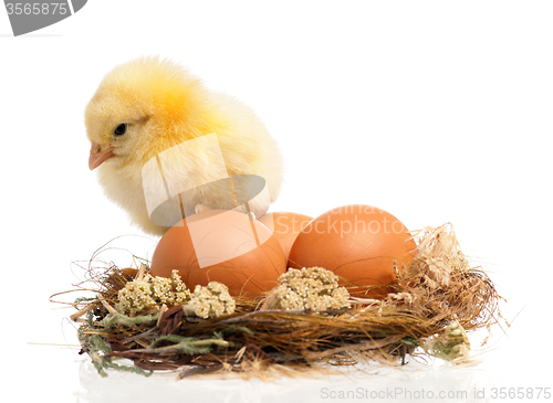 Image of Chicken in nest