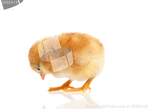 Image of Little chicken