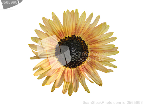 Image of Sunflower on white