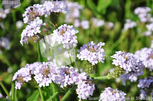 Image of Slender vervain (Verbena rigida)