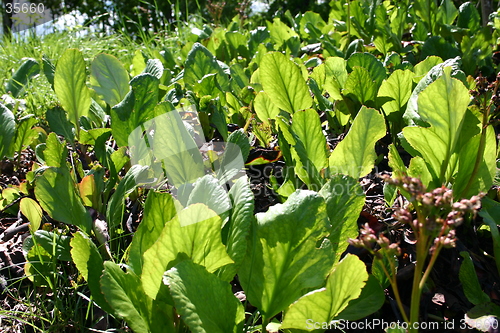 Image of Plants in sunlight