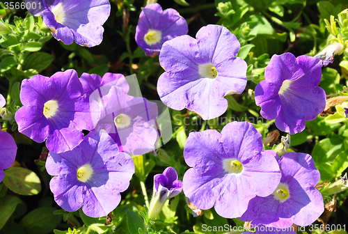 Image of Petunia flowers