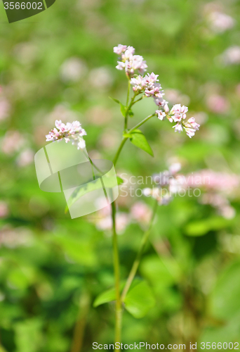 Image of Buckwheat (Fagopyrum esculentum)