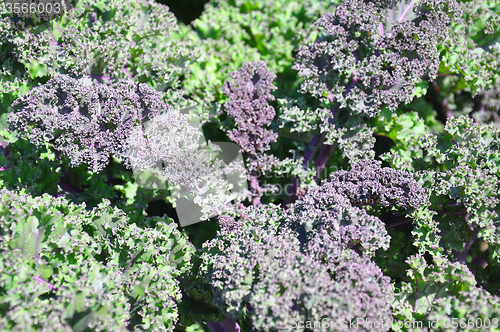 Image of Ornamental cabbage