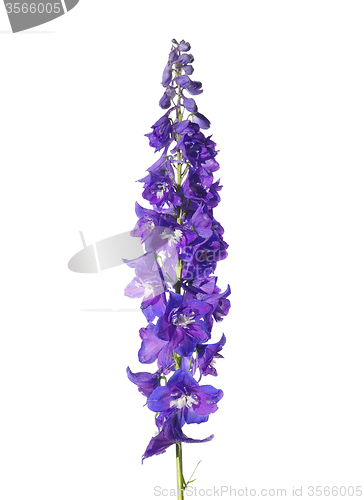 Image of Delphinium flower