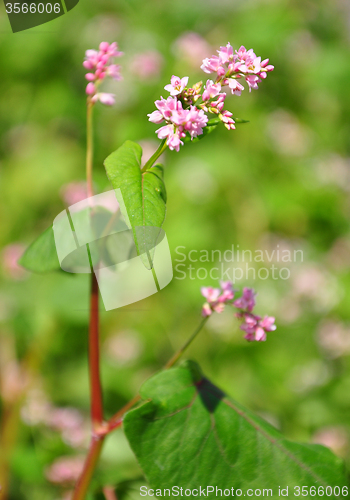 Image of Buckwheat (Fagopyrum esculentum)