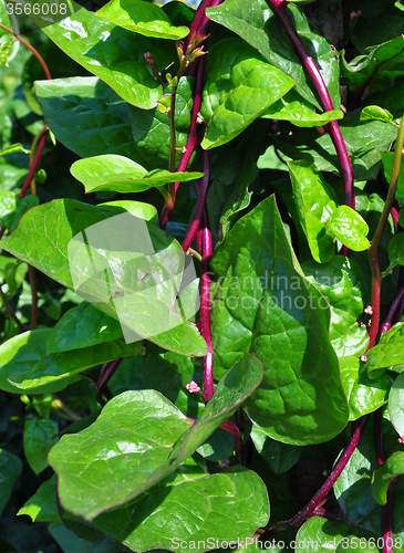 Image of Malabar spinach (Basella alba)