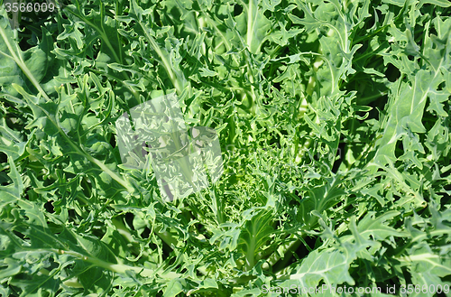 Image of Ornamental cabbage