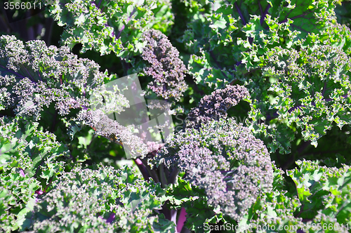 Image of Ornamental cabbage