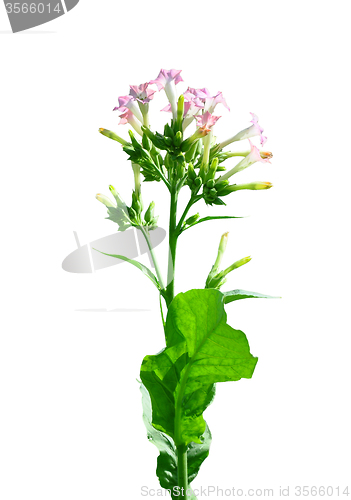 Image of Flowering tobacco (Nicotiana sylvestris)