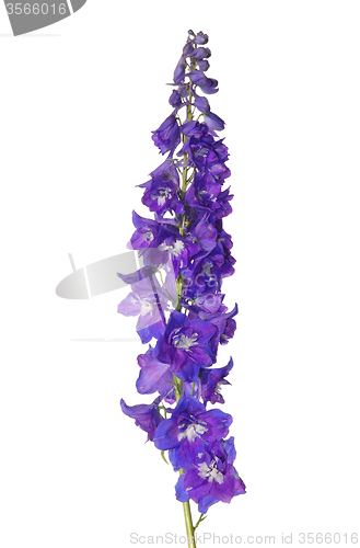 Image of Delphinium flower