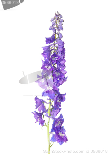 Image of Delphinium flower