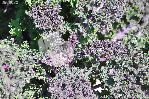 Image of Ornamental cabbage