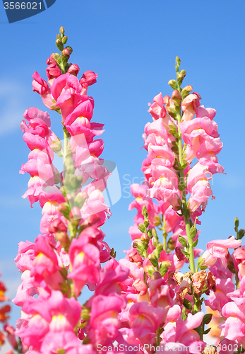 Image of Snapdragon (Antirrhinum majus)