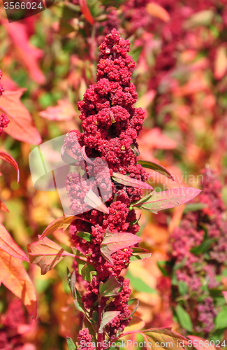 Image of Quinoa (Chenopodium quinoa)