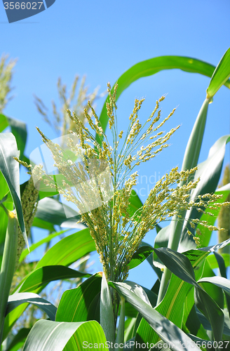 Image of Sorghum (Sorghum bicolor)