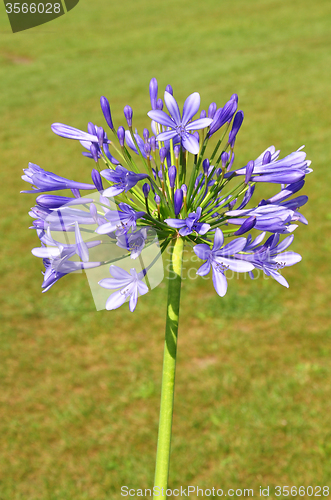 Image of African lily (Agapanthus africanus)