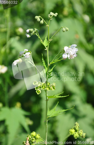 Image of Virginia mallow (Sida hermaphrodita)