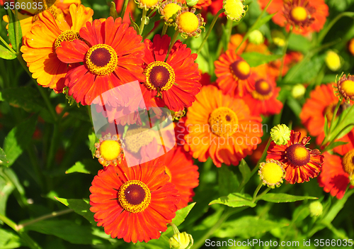 Image of Helenium flowers