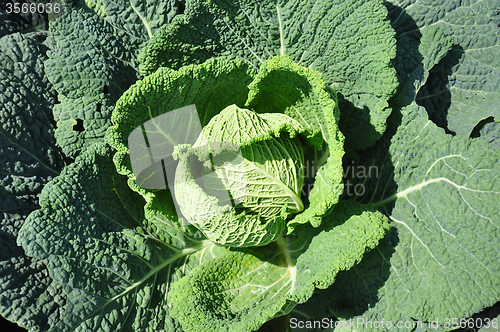 Image of Savoy cabbage